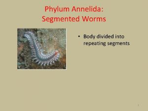 Phylum Annelida Segmented Worms Body divided into repeating