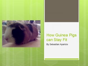 How Guinea Pigs can Stay Fit By Sebastian