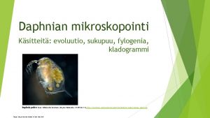 Daphnian mikroskopointi Ksitteit evoluutio sukupuu fylogenia kladogrammi Daphnia