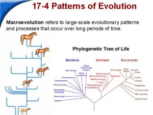 17 4 Patterns of Evolution Macroevolution refers to
