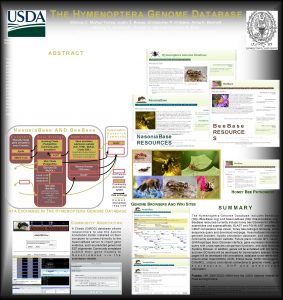 T HE HYMENOPTERA GENOME DATABASE Mnica C MuozTorres