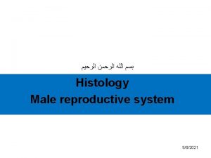 Histology Male reproductive system 982021 Histology of male