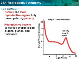 34 1 Reproductive Anatomy KEY CONCEPT Female and