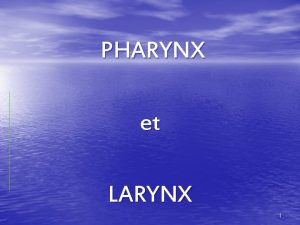 PHARYNX et LARYNX 1 ANATOMIE DES VOIES RESPIRATOIRES