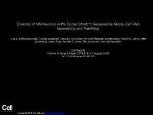 Cholinergic interneurons striatum