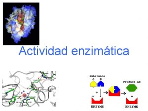 Actividad enzimtica Enzimas Las enzimas son catalizadores biolgicos