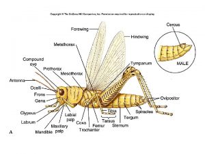 TYPES OF INSECT HEADS AND ANTENNAE Functions of