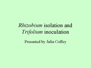Rhizobium isolation and Trifolium inoculation Presented by Julia