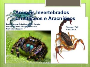 Animais Invertebrados Crustceos e Aracndeos Equipe Leonardo Lobianco