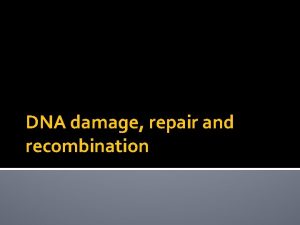 DNA damage repair and recombination MUTAGENESIS DNA DAMAGE DNA damage repair and recombination MUTAGENESIS DNA DAMAGE