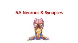 6 5 Neurons Synapses Understanding Neurons transmit electrical