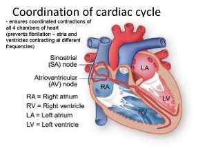 Coordination of cardiac cycle ensures coordinated contractions of