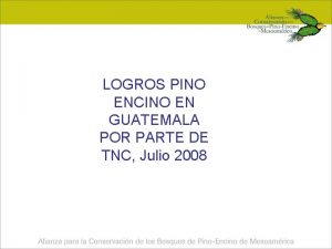 LOGROS PINO ENCINO EN GUATEMALA POR PARTE DE