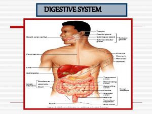 DIGESTIVE SYSTEM THE ALIMENTARY CANAL The alimentary canal