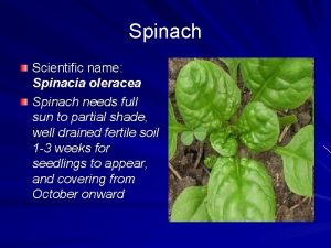 Spinach scientific name