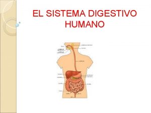 EL SISTEMA DIGESTIVO HUMANO Sistema digestivo El organismo