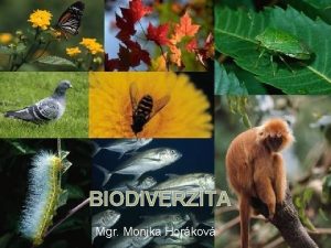 BIODIVERZITA Mgr Monika Horkov Biodiverzita ZELEN OZNAEN NEPSAT