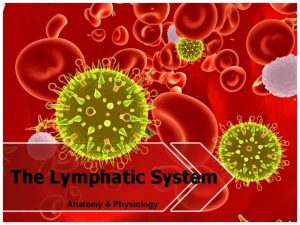 The Lymphatic System Anatomy Physiology The Lymphatic System