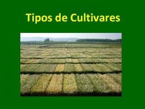 Tipos de Cultivares Factores que afectan el tipo