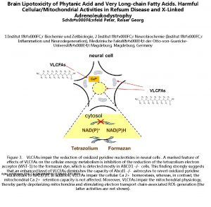 Brain Lipotoxicity of Phytanic Acid and Very Longchain