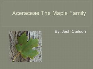 Aceraceae The Maple Family By Josh Carlson Aceraceae