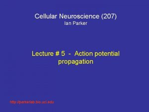 Cellular Neuroscience 207 Ian Parker Lecture 5 Action