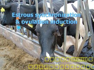 Estrous synchronization ovulation induction References Hafez E S