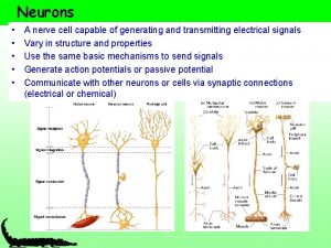 Neurons A nerve cell capable of generating and