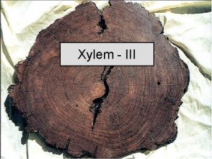 Xylem III Heartwood Sapwood Cambium Phloem Periderm Prominent