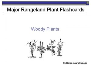 Major Rangeland Plant Flashcards Woody Plants By Karen