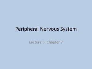 Peripheral Nervous System Lecture 5 Chapter 7 Peripheral