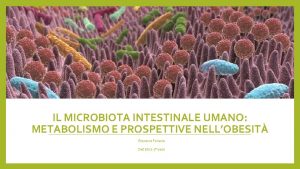 IL MICROBIOTA INTESTINALE UMANO METABOLISMO E PROSPETTIVE NELLOBESIT