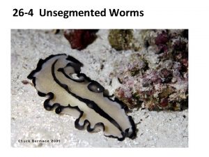 A thread like unsegmented worm