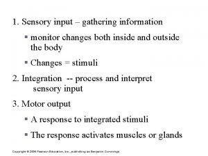 Functions of the Nervous System 1 Sensory input