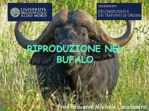 RIPRODUZIONE NEL BUFALO Prof Giovanni Michele Lacalandra Bubalus