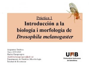 Prctica 1 Introduccin a la biologa i morfologa