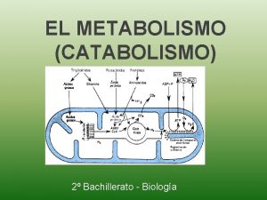 EL METABOLISMO CATABOLISMO 2 Bachillerato Biologa El Metabolismo