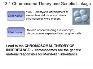 13 1 Chromosome Theory and Genetic Linkage 1902