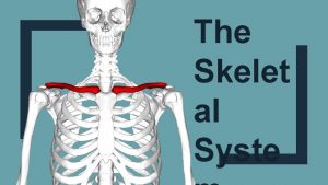 The Skelet al Syste What is a skeleton