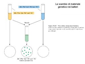 La scambio di materiale genetico nei batteri Meccanismi