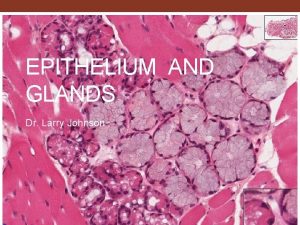 052 EPITHELIUM AND GLANDS Dr Larry Johnson Objectives