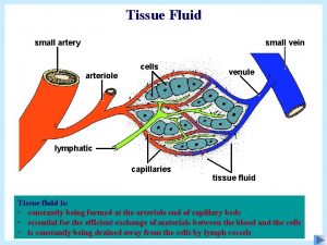 Tissue Fluid small artery small vein cells arteriole