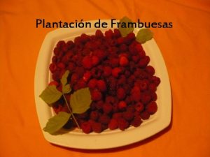 Plantacin de Frambuesas Preparar la Tierra El suelo