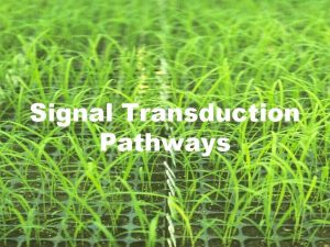 Signal Transduction Pathways Signal Transduction Pathways link cellular