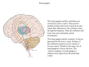 Basal ganglia The basal ganglia and the cerebellum