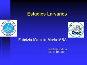 Estadios Larvarios Fabrizio Marcillo Morla MBA barcillogmail com