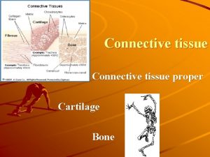 Connective tissue proper Cartilage Bone Origine and function