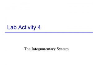 Lab Activity 4 The Integumentary System Skin Epidermis