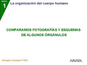 UNIDAD 1 La organizacin del cuerpo humano COMPARAMOS