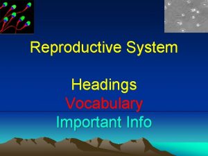 Reproductive System Headings Vocabulary Important Info Male Reproductive